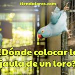 en que lugar se puede colocar la jaula de un loro?, donde colocar la jaula para loros