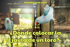 en que lugar se puede colocar la jaula de un loro?, donde colocar la jaula para loros