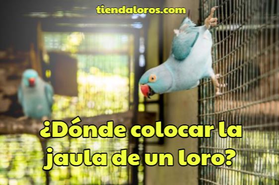 en que lugar se puede colocar la jaula de un loro?, donde colocar la jaula para loros