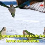 el comportamiento de los loros en el invierno, la melancolia de los loros en invierno