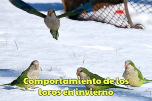 el comportamiento de los loros en el invierno, la melancolia de los loros en invierno