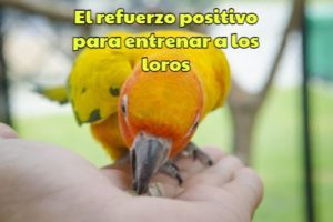 el entrenamiento con refuerzo positivo para entrenar un loro