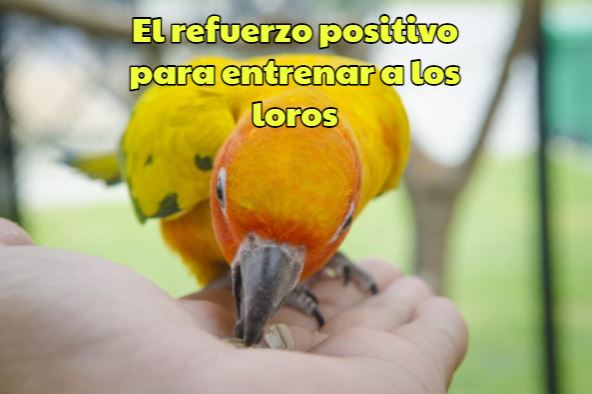 el entrenamiento con refuerzo positivo para entrenar un loro