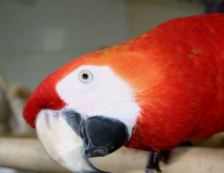 el significado de los llamados de tu loro