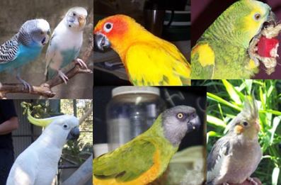 elegir la especie del loro o periquito antes de adoptarlo