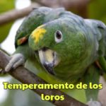 entender el temperamento y la personalidad de los loros