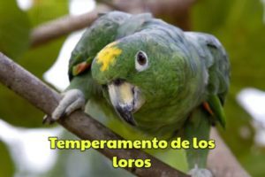 entender el temperamento y la personalidad de los loros