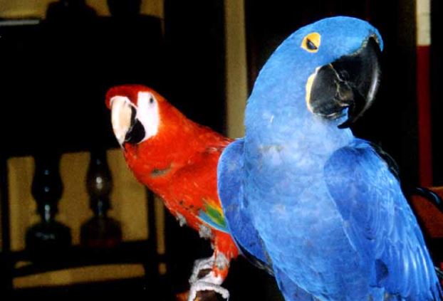 entender la psicologia de los loros