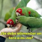 es necesario alimentar los loros a mano, es bueno alimentar loros a mano? se debe hacer o no?