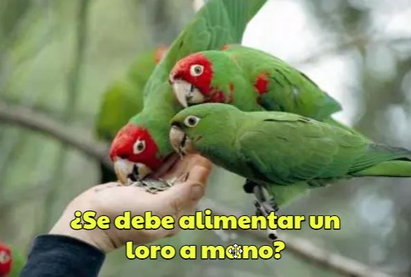 es necesario alimentar los loros a mano, es bueno alimentar loros a mano? se debe hacer o no?