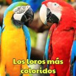 estos son los loros mas coloridos del mundo