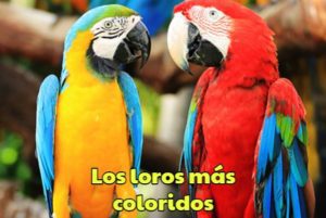 estos son los loros mas coloridos del mundo