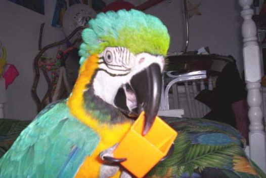 evitar los parasitos en loros