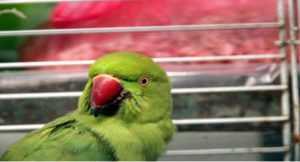 debemos cubrir la jaula de un loro?
