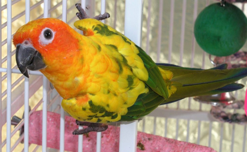como mantener a tu loro saludable, tips y consejos