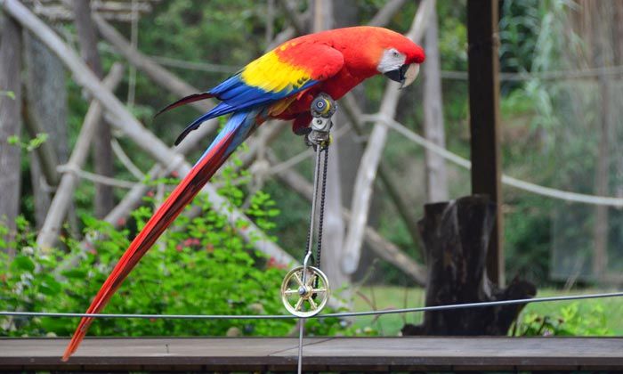 ofrecer juguetes a tu loro para mantenerlo saludable