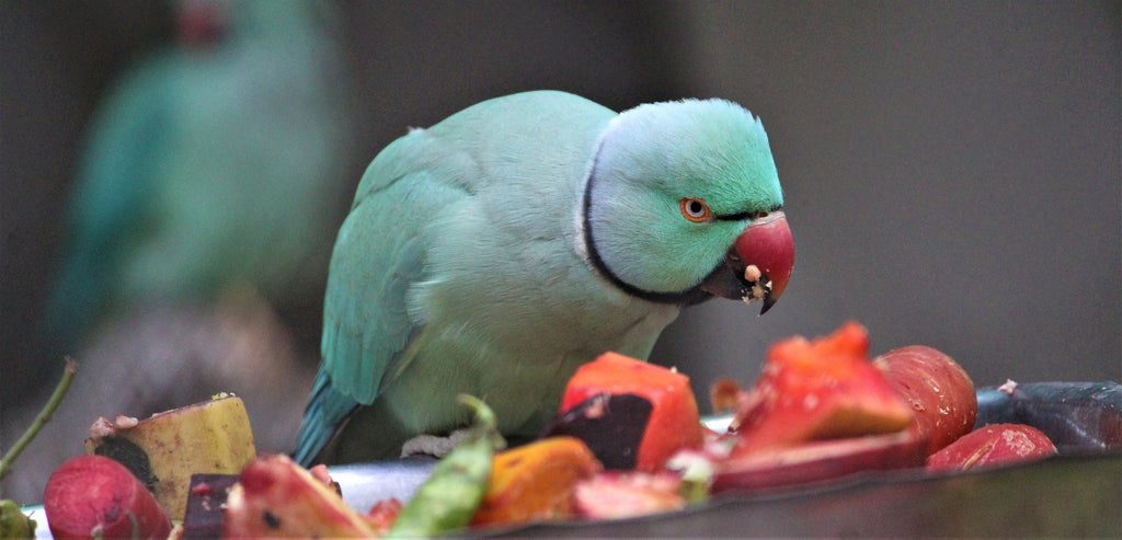 mantener a tu loro bien alimentado para mantenerlo saludable