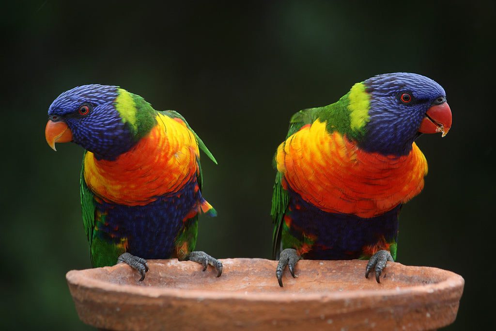 los loros se mantienen más saludables si tienen un amigo con quien entretenerse y convivir