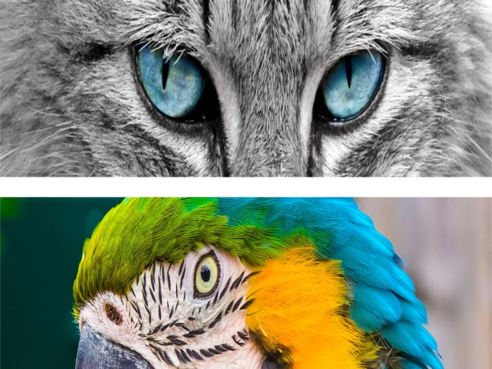 los gatos y los loros pueden convivir, los gatos y los loros tienen instintos muy distintos