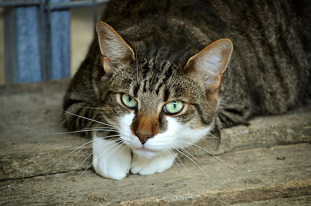 los gatos son peligrosos para los loros, hay que tener cuidado y mucha paciencia para que un gato y un loro puedan coexistir