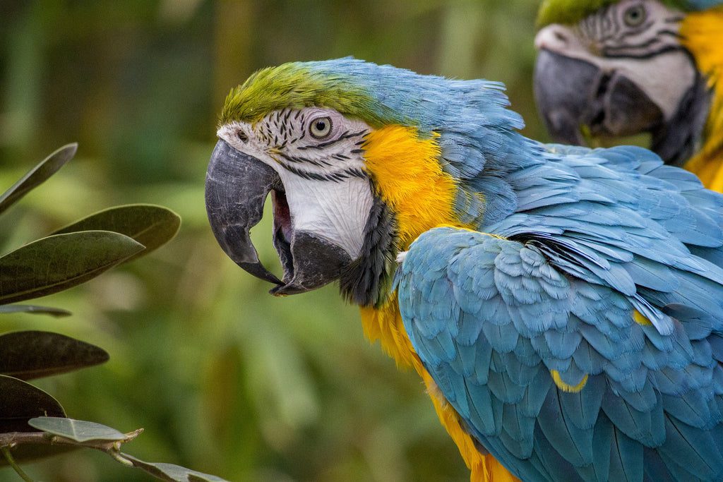 pueden ser los loros peligrosos para los gatos?, hay que tener cuidado