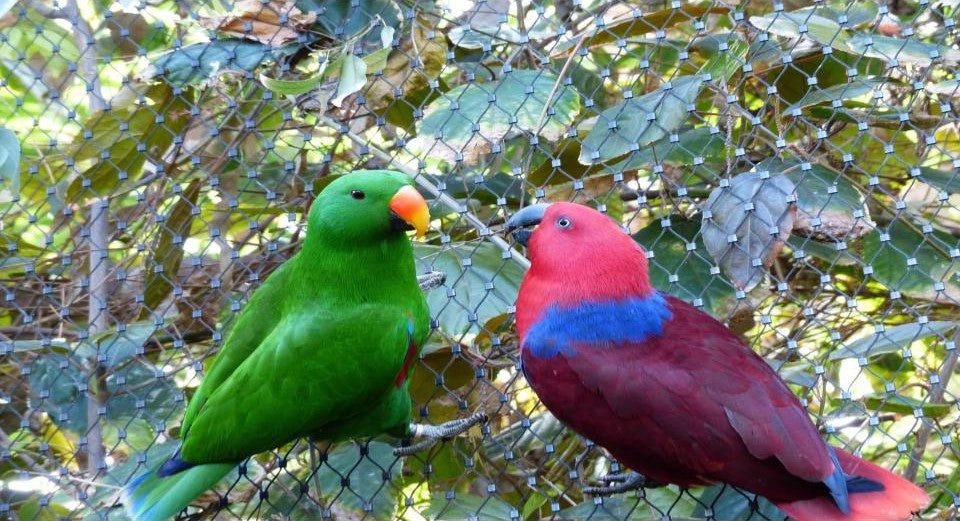 una de las 8 especies de loros mas coloridas, loro eclectus