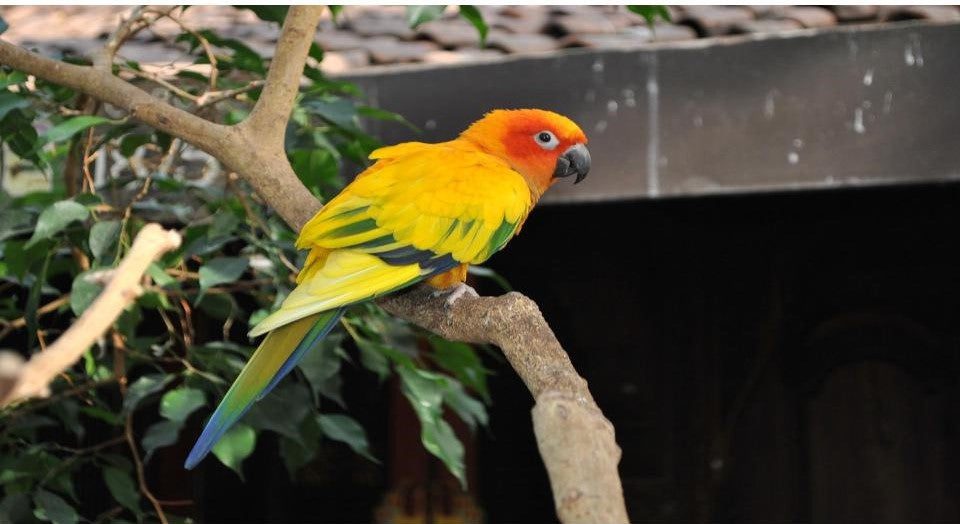 una de las 8 especies de loros mas coloridas, aratinga sol o cotorra del sol