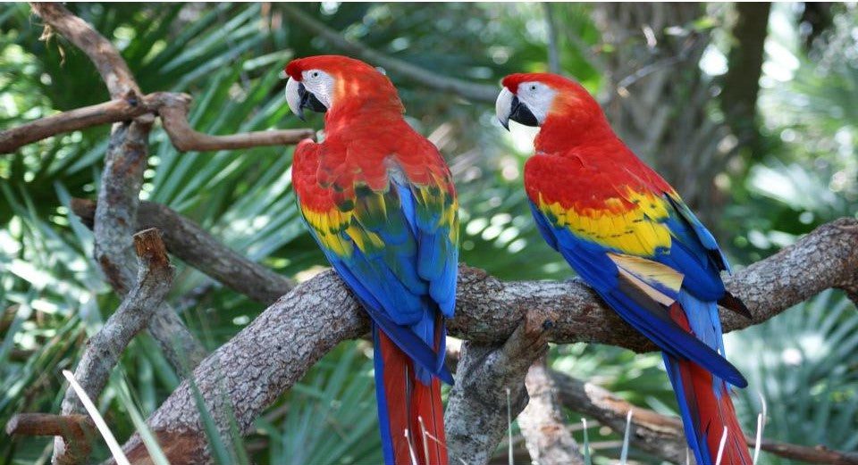 una de las 8 especies de loros mas coloridas, el guacamayo rojo macao