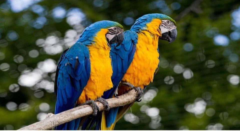 una de las 8 especies de loros mas coloridas, el guacamayo azul y amarillo