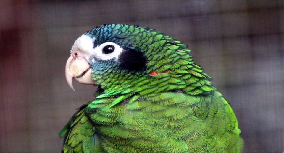 una de las 8 especies de loros mas coloridas, loro amazona