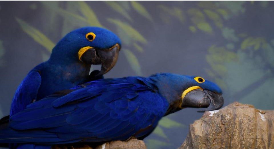 una de las 8 especies de loros mas coloridas, el guacamayo jacinto