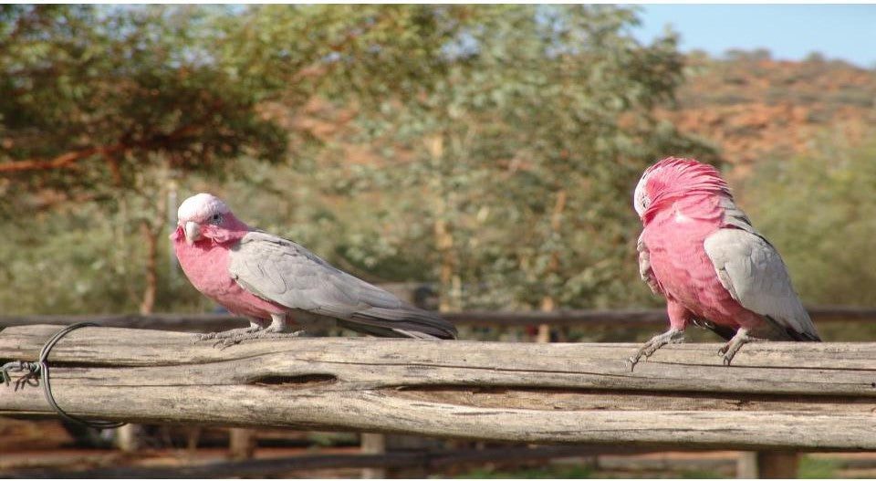 una de las 8 especies de loros mas coloridas, la cacatúa rosa