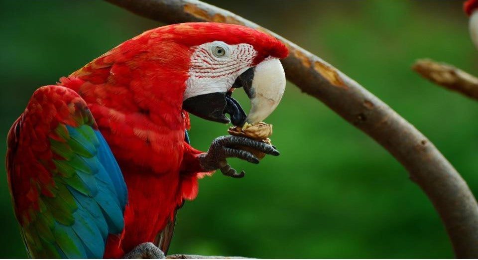 una de las 8 especies de loros mas coloridas, el guacamayo aliverde