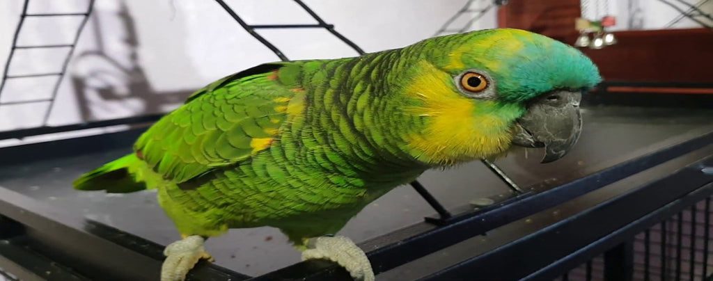 como cuidar un loro amazonas