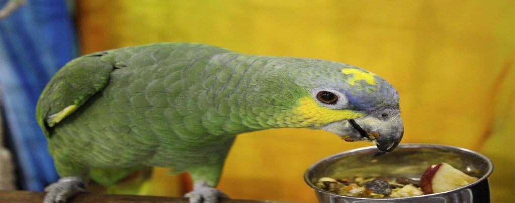 que comida dar a un loro amazonas