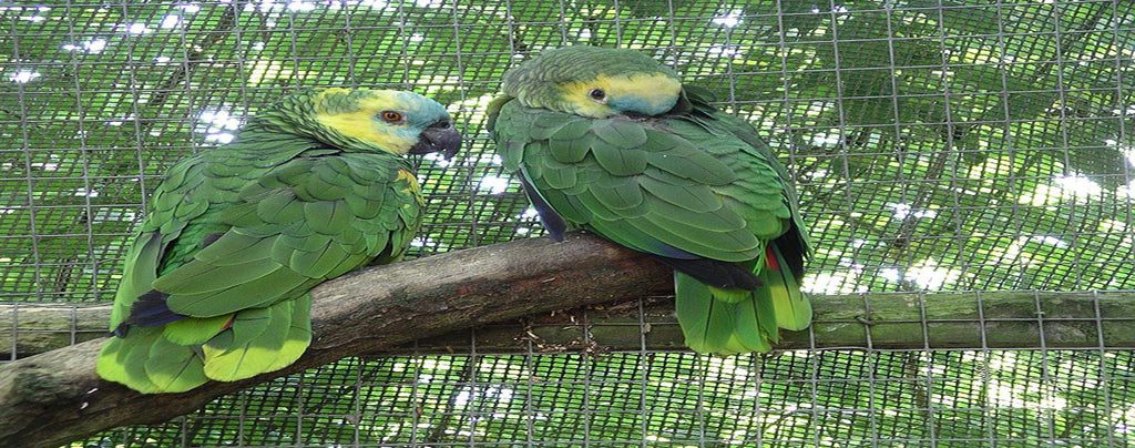 cuidados para un loro amazonico