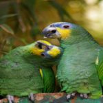 principales cuidados de los loros amazonicos, cuidados para loro amazonas