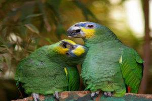 principales cuidados de los loros amazonicos, cuidados para loro amazonas