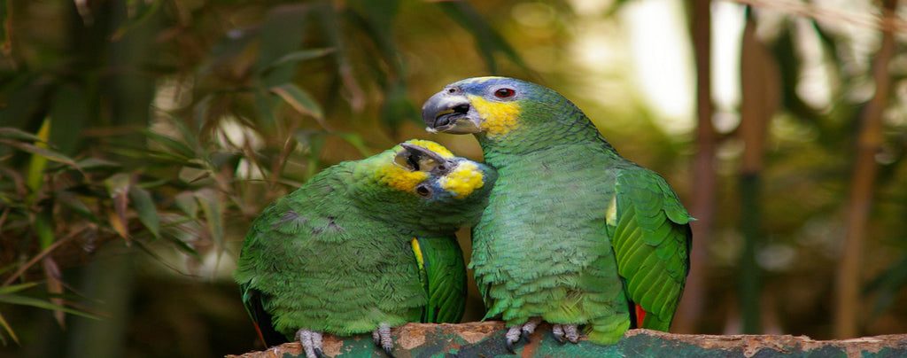 principales cuidados de los loros amazonicos, cuidados para loro amazonas