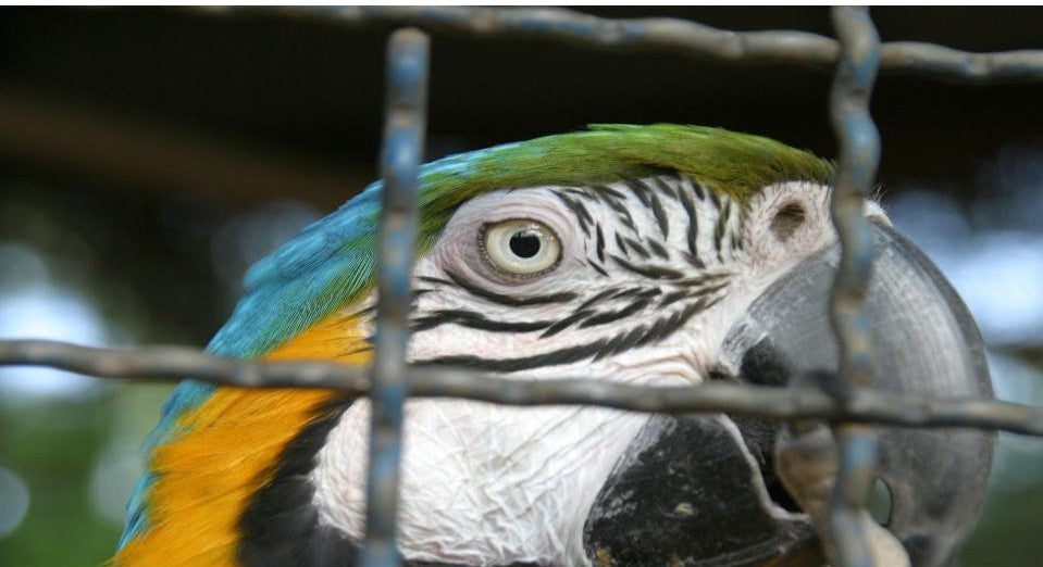 ¿Por qué deberías cubrir la jaula de tu loro?