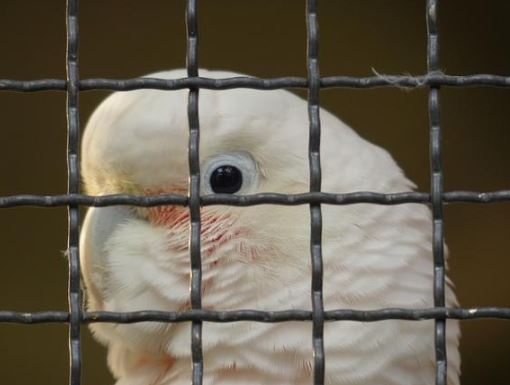 informacion sobre la clamidiosis en loros