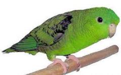inseparable agapornis como elegir la especie del loro o periquito antes de adoptar