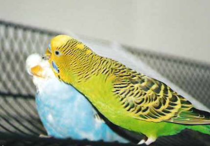 instinto sexual de los loros