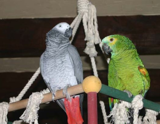 introducción de un nuevo loro a un grupo existente