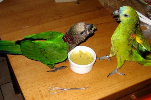 juntar un nuevo loro a tus otros loros