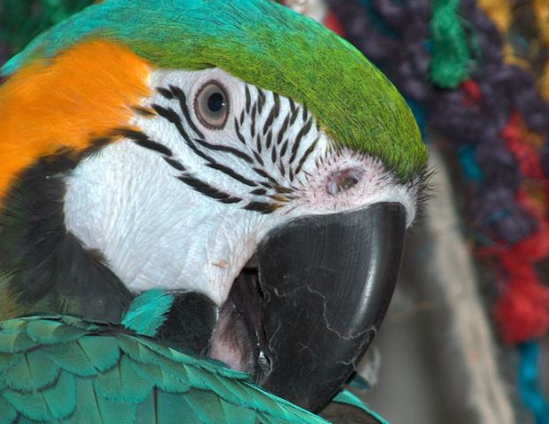 la madurez es la etapa más importante de la vida de un loro