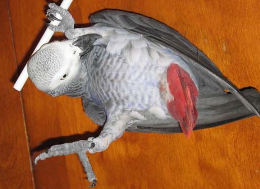la personalidad de los loros
