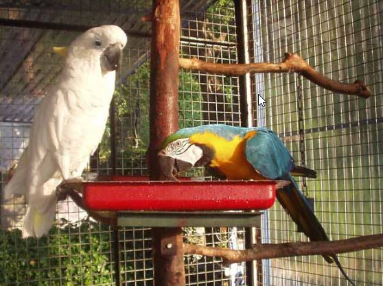 como es la vida social de los loros