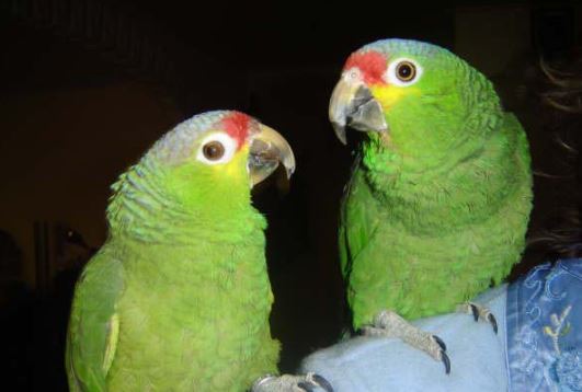 las especies sudamericanas pueden convivir con otros tipos de loros