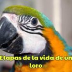 las etapas de la vida de un loro